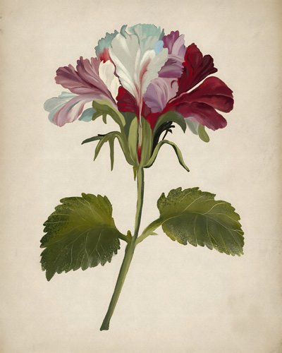鮮やかなゼラニウムの花 作： Josie George