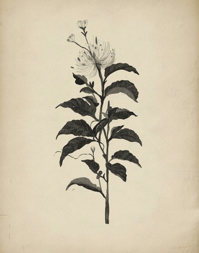 ヴィンテージの植物画 作： Josie George