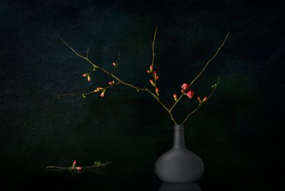 闇に咲く枝 作： 