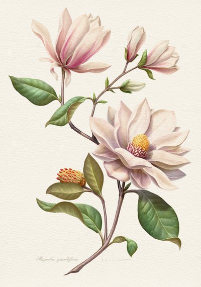 ほのかに赤らんだマグノリアの花 作： Juan Hernaz