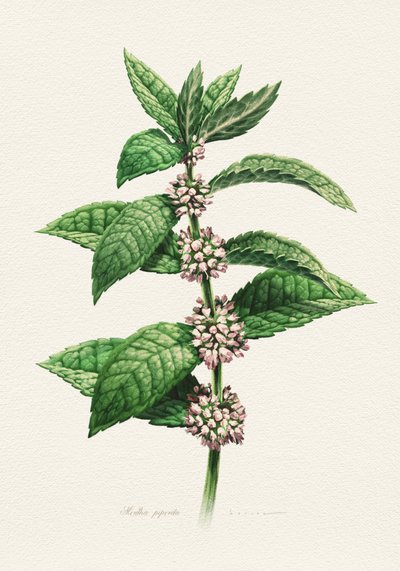 開花ミント（植物学名） 作： 