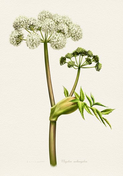 ホワイトアンジェリカの植物画 作： 