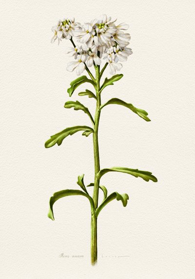 ホワイト・キャンディタフト（植物） 作： 