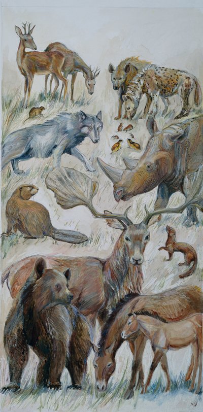 発掘調査によって確認されたボックスグローブの動物たち（紙に水彩画） 作： ジュディス・ドビー