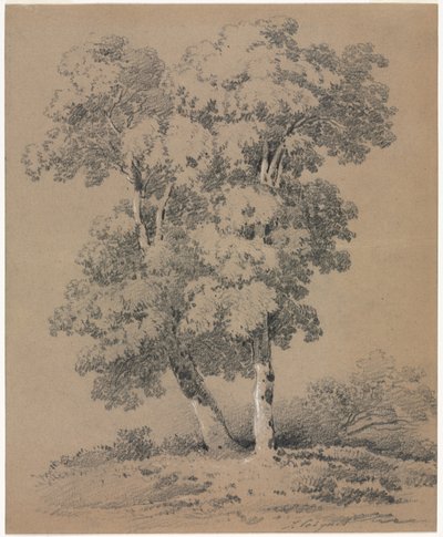 木の研究、19世紀。 作： Jules Coignet