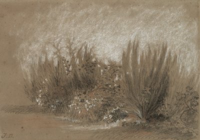 Genets et Ronces (ほうきとブランブル) 作： Jules Dupré