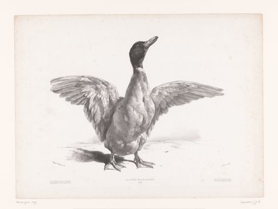 翼を広げたアヒルの研究 動物研究（シリーズタイトル） Petites études d
