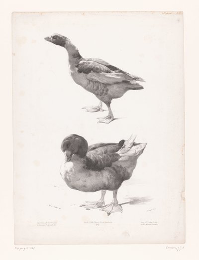 ガチョウとアヒルの研究 動物研究（シリーズタイトル） Petites études d