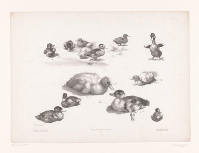 アヒルとアヒルの子の研究 動物研究（シリーズタイトル） Petites études d