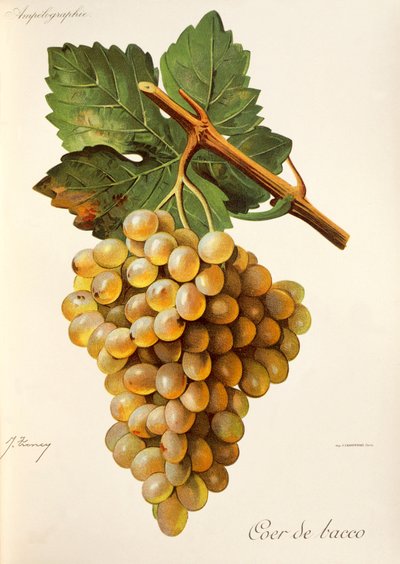 Traite General de Viticulture の Coeur de Bacco ブドウ。 アンペログラフィー 作： Jules Troncy