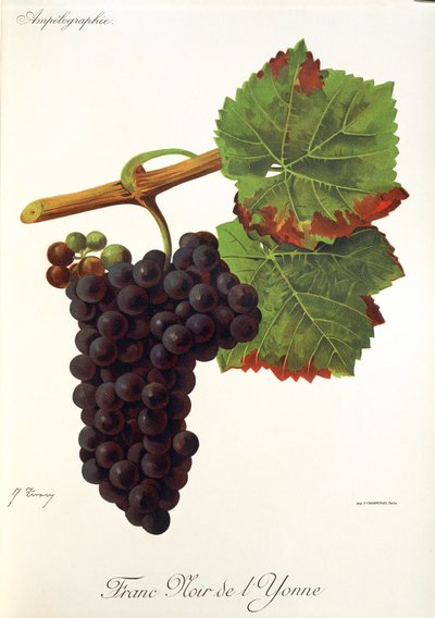 J. TroncyによるFranc Noir de l
