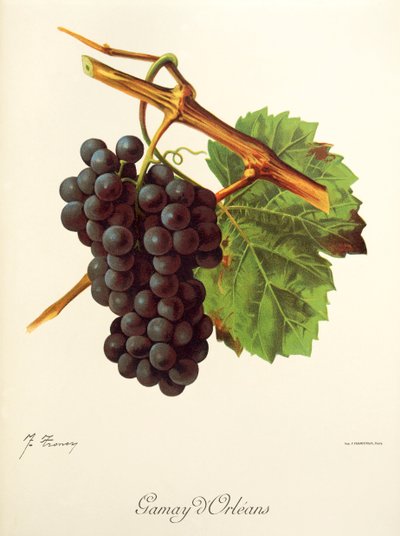 J. TroncyのGamay d