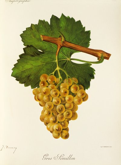 J. TroncyによるGros Semillonブドウ 作： Jules Troncy