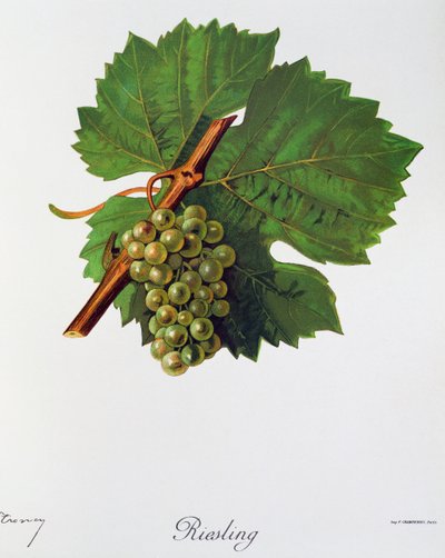 ジュール・トロンシー作のリースリング・ブドウ、アンペログラフィー、Traite general de viticulture (Ampelography、ブドウ栽培に関する一般条約)、vol II、ピエール・ヴィアラ (1859-1936) およびヴィクトル・ヴェルモレル (1848-1927)、パリ 作： Jules Troncy