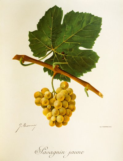 J. TroncyによるSavagnin Jauneブドウ 作： Jules Troncy