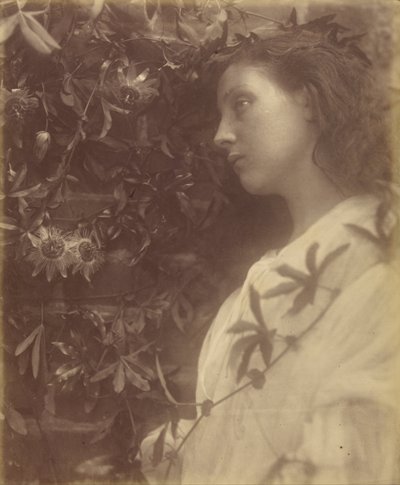 門のパッションフラワーから見事な涙が落ちたモード 作： Julia Margaret Cameron
