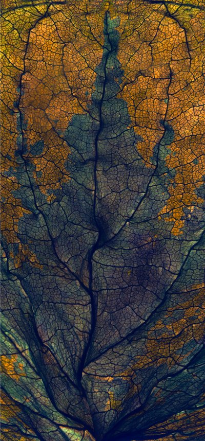 コリウスウィンドウ、2008年（デジタルフォトグラム、デジタルオリジナルプリント） 作： Julia McLemore