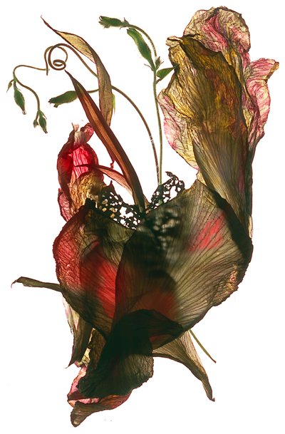 モーニンググローリーカンナハート、2012年（デジタル写真） 作： Julia McLemore