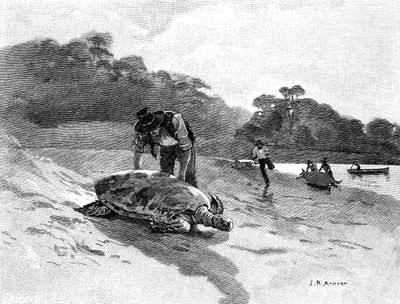 カメの捕獲、1886年。 作： Julian Ashton