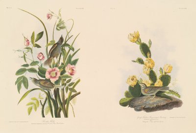 海辺のフィンチ; および Grafs Finch または Bay-Winged ホオジロ 作： Julius Bien after John James Audubon