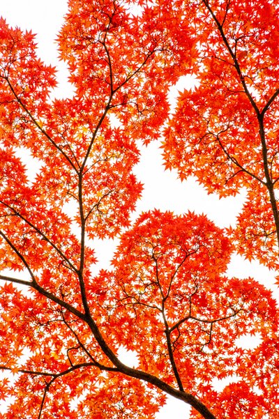 燃えるような秋の紅葉 作： 