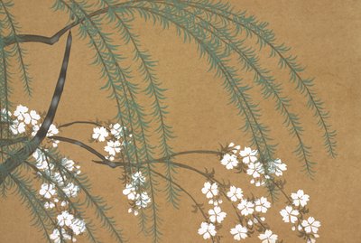 Yanagi Sakura, from Momoyo-gusa 作： Kamisaka Sekka