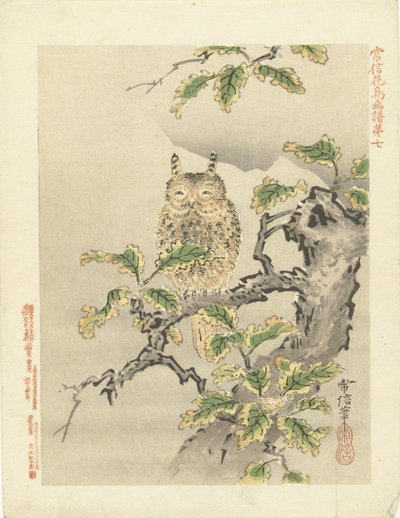 枝にフクロウ 狩野常信 花鳥画（シリーズ名） 狩野常信課長画譜 作： Kano Tsunenobu