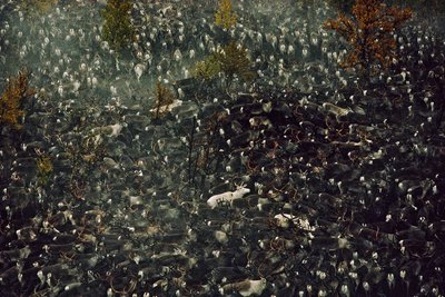 チェルノブイリ放射能に汚染されたトナカイ（写真） 作： Karen Kasmauski