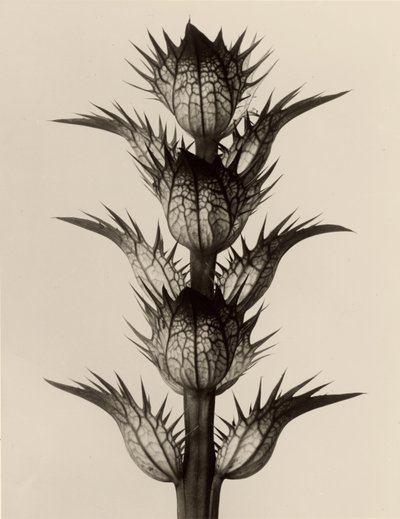 アカンサス 作： Karl Blossfeldt