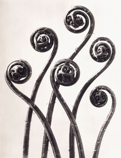 Adiantum Pedatum-アメリカのメイデンヘアシダ、巻き上げられた若い葉が8倍に拡大 作： Karl Blossfeldt