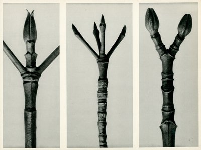 Cornus Nuttallii、1929（グラビア） 作： Karl Blossfeldt