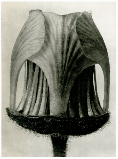 クム・リヴァレ。 1929（写真製版） 作： Karl Blossfeldt