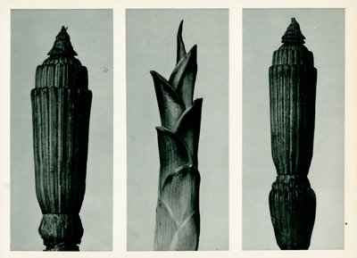 ホーステイルラッシュ、1929（グラビア） 作： Karl Blossfeldt