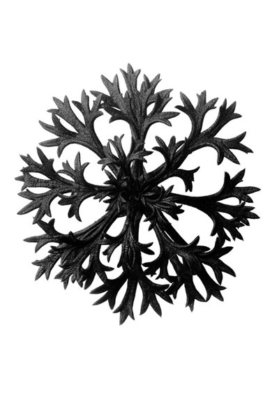 芸術の原形（Urformen der Kunst 作： Karl Blossfeldt