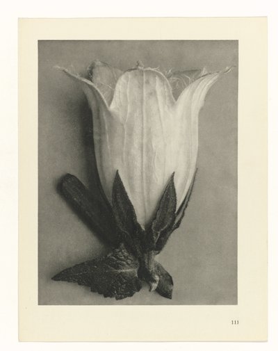 植物研究 アートの原型：植物の写真イメージ（シリーズタイトル） 作： Karl Blossfeldt