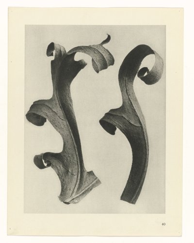 植物研究 アートの原型：植物の写真イメージ（シリーズタイトル） 作： Karl Blossfeldt