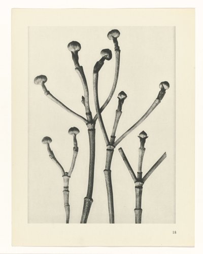 植物研究 アートの原型：植物の写真イメージ（シリーズタイトル） 作： Karl Blossfeldt