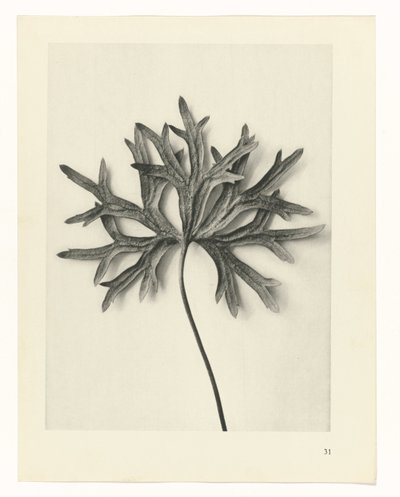 植物研究 アートの原型：植物の写真イメージ（シリーズタイトル） 作： Karl Blossfeldt
