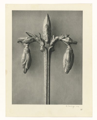 植物研究 アートの原型：植物の写真イメージ（シリーズタイトル） 作： Karl Blossfeldt