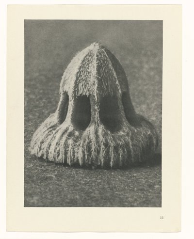 植物研究 アートの原型：植物の写真イメージ（シリーズタイトル） 作： Karl Blossfeldt