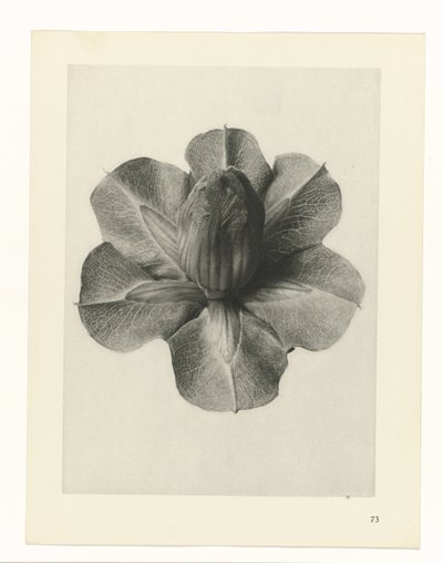 植物研究 アートの原型：植物の写真イメージ（シリーズタイトル） 作： Karl Blossfeldt