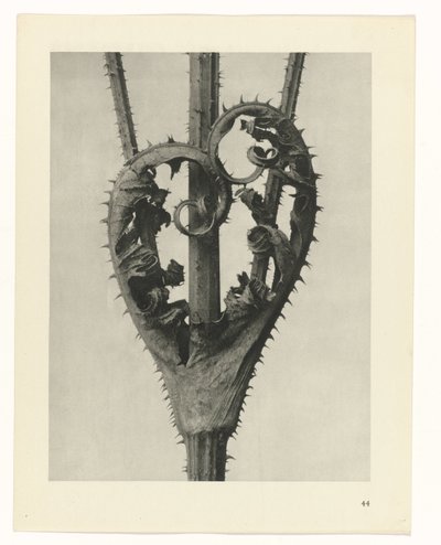 植物研究 アートの原型：植物の写真イメージ（シリーズタイトル） 作： Karl Blossfeldt