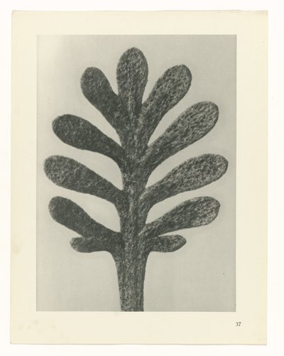植物研究 アートの原型：植物の写真イメージ（シリーズタイトル） 作： Karl Blossfeldt