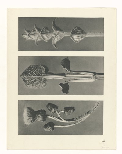 研究を計画する Archetypes of Art (シリーズタイトル) 作： Karl Blossfeldt
