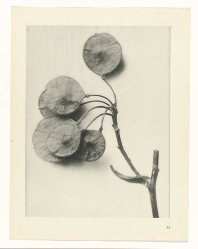 研究を計画する Archetypes of Art (シリーズタイトル) 作： Karl Blossfeldt