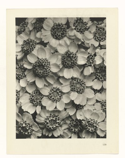 研究を計画する Archetypes of Art (シリーズタイトル) 作： Karl Blossfeldt