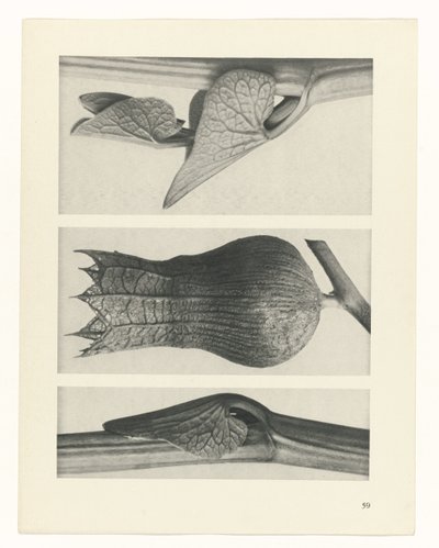 研究を計画する Archetypes of Art (シリーズタイトル) 作： Karl Blossfeldt