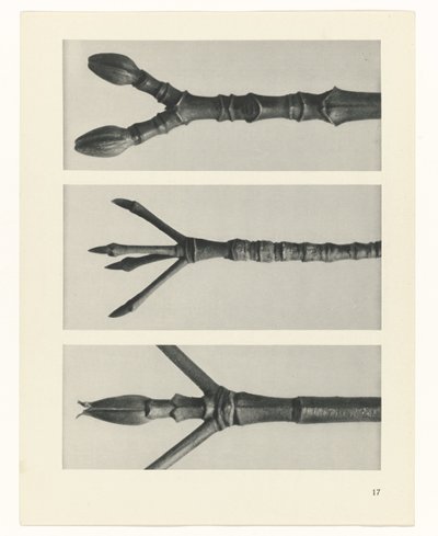 研究を計画する Archetypes of Art (シリーズタイトル) 作： Karl Blossfeldt