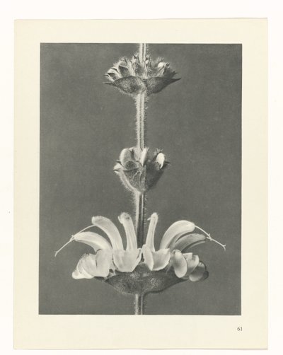 研究を計画する Archetypes of Art (シリーズタイトル) 作： Karl Blossfeldt