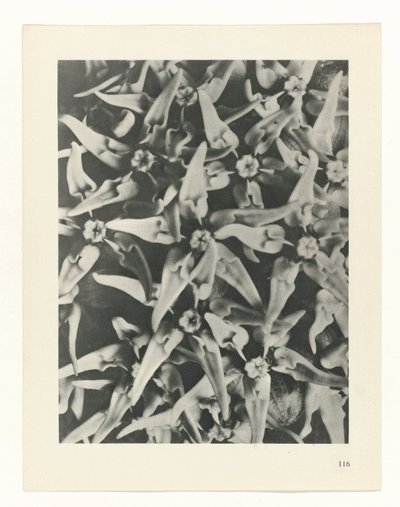 植物研究 芸術の原始形式（シリーズタイトル） 作： Karl Blossfeldt